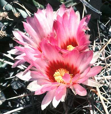 Thelocactus bicolor