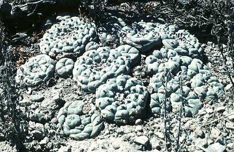 Lophophora williamsii