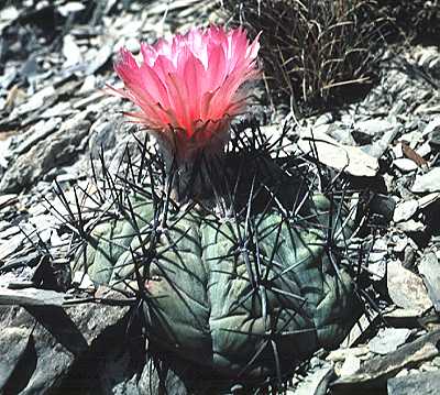 Echinocactus horizonthalonius