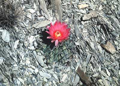 Echinocactus horizonthalonius