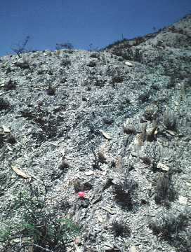 Echinocactus horizonthalonius