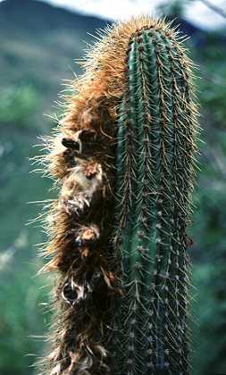 Espostoa sp. 'golden'