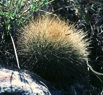 Matucana weberbaueri