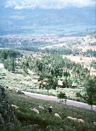 Woman with sheep near Cajamarca