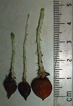 Drosera whittakeri tubers