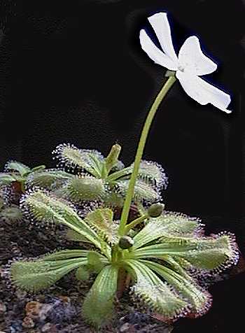 Drosera whittakeri