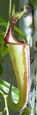 Nepenthes maxima (upper)