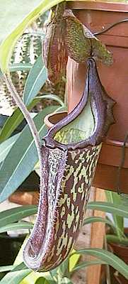 Nepenthes maxima (lower)
