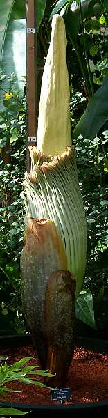 Amorphophallus titanum
