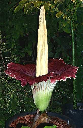 The Amorphophallus Titanum. Amorphophallus titanum On the