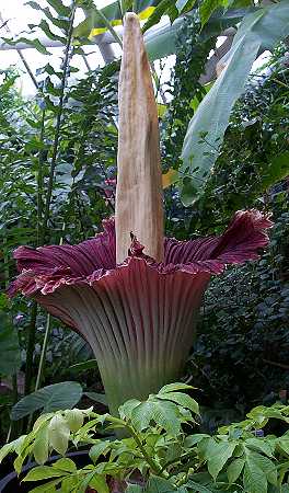 Amorphophallus titanum