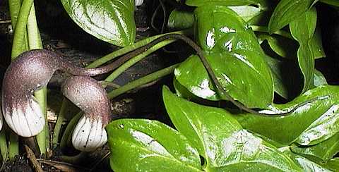 Arisarum proboscideum