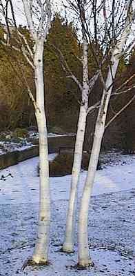 Betula utilis var. jacquemontii