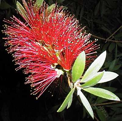 Callistemon citrinus