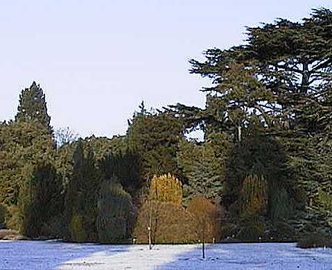 Conifers