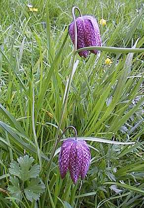 Fritillaria meleagris