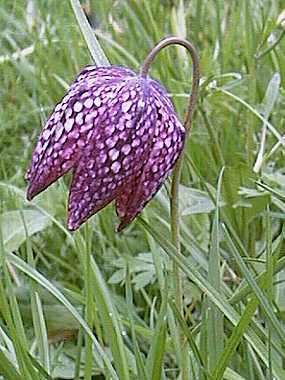 Fritillaria meleagris