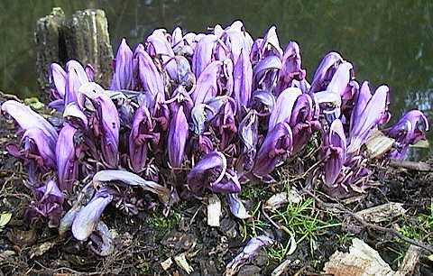 Lathraea clandestina