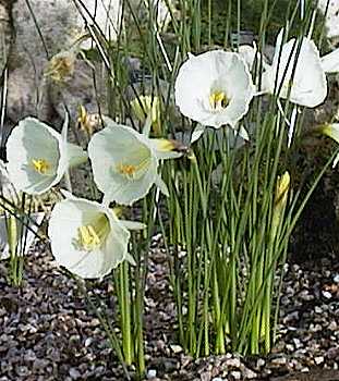 Narcissus "Taffeta"
