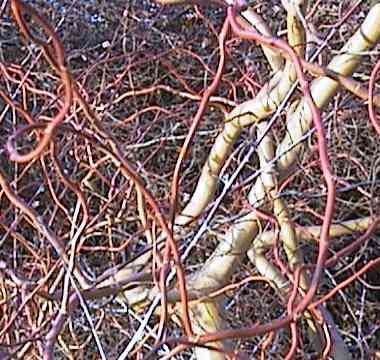 Salix "Erythroflexuosa"