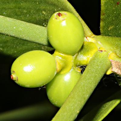 Developing berries on Viscum album (European Mistletoe)