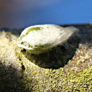 Mistletoe seed sown by a Blackcap