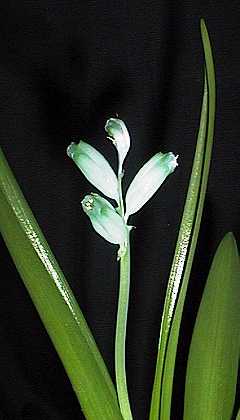 Lachenalia viridiflora