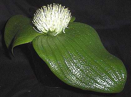 Massonia pustulata