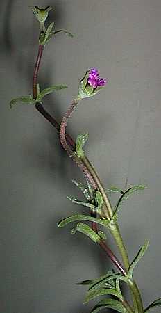 unknown Mesemb.