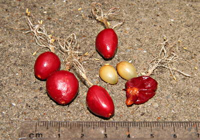 Scadoxus puniceus seed