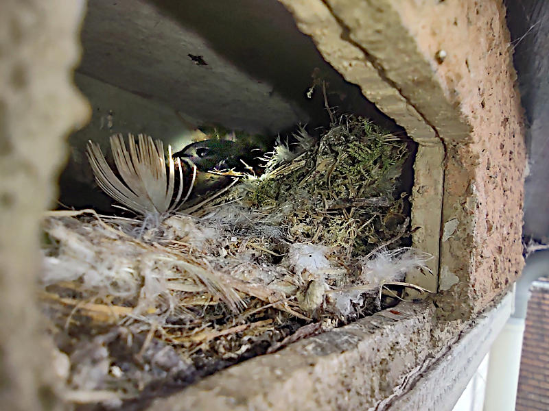 Swift chick in 'brick-sized' nestbox #b2