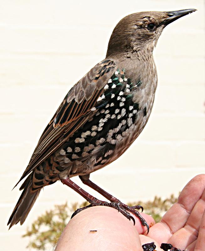 Starling