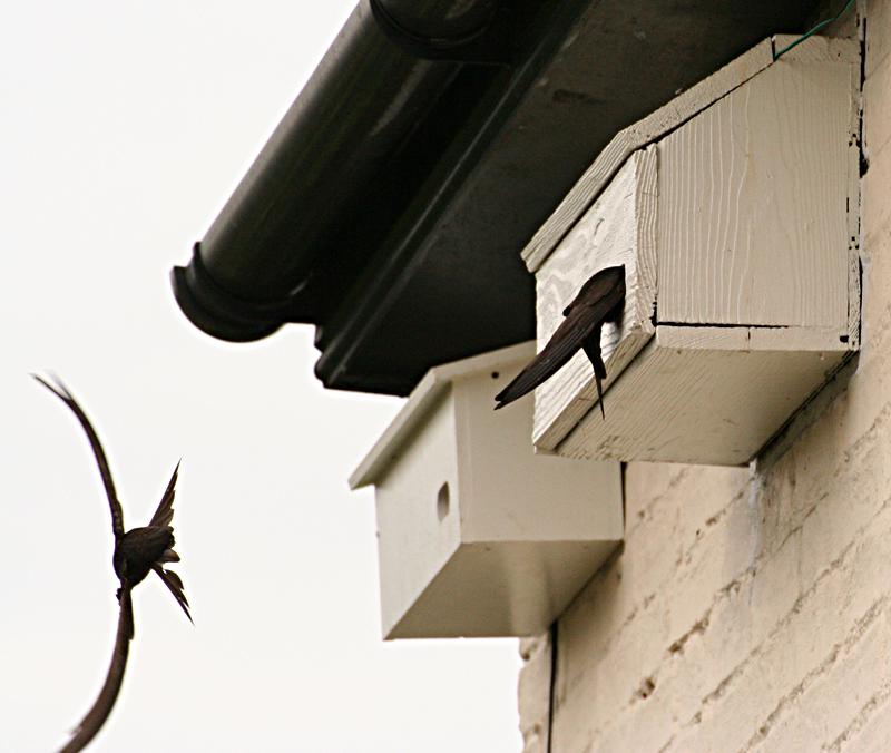 Prospecting swifts