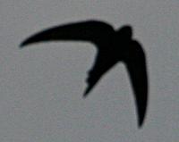 Half-tail swift