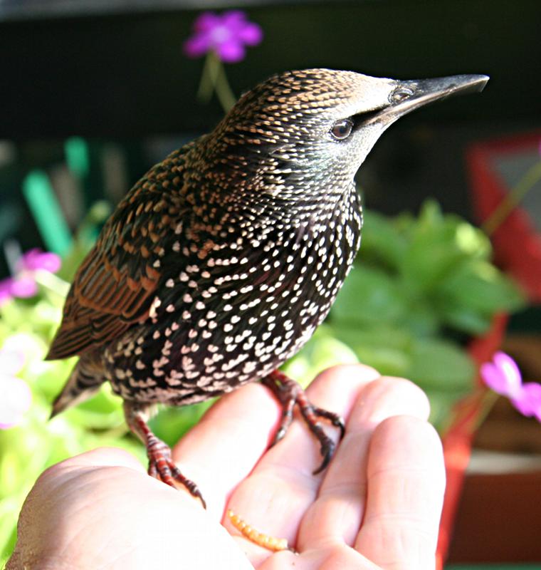 Starling