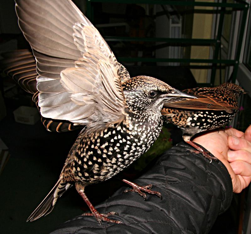 Starlings