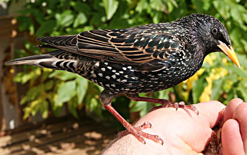 Starling