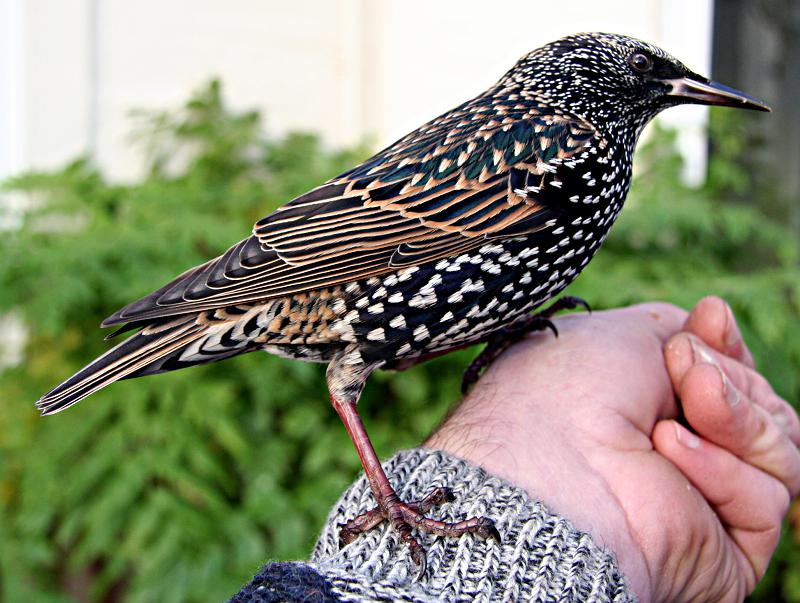 Starling