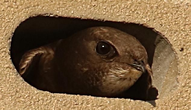 Adult swift looking out of gable entrance