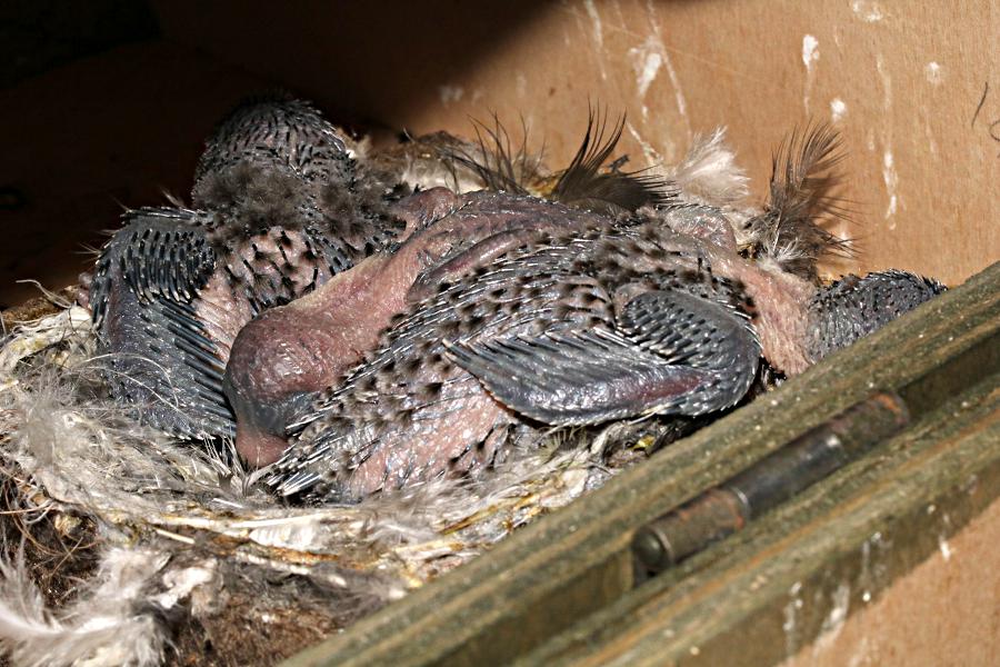 3 swift chicks in box #g1