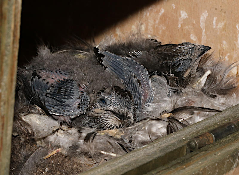 Gable internal swift box #g1 with chicks