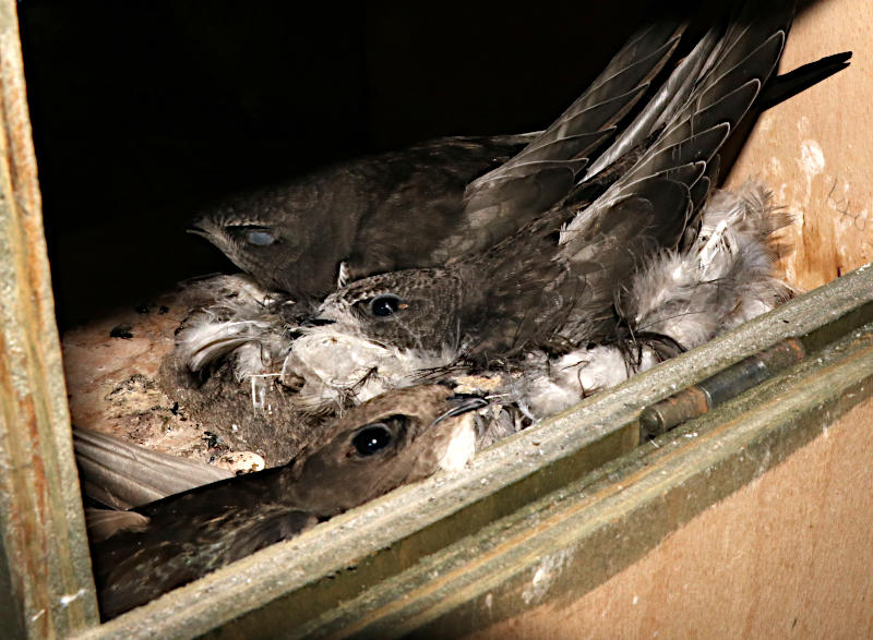 Gable internal swift box #g1 with chicks