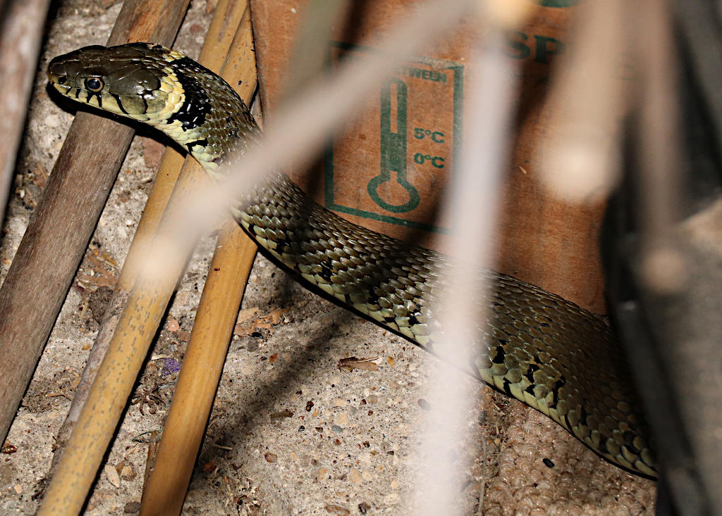 File:Grass Snake (Natrix natrix helvetica) playing dead