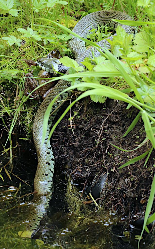 File:Grass Snake (Natrix natrix helvetica) playing dead