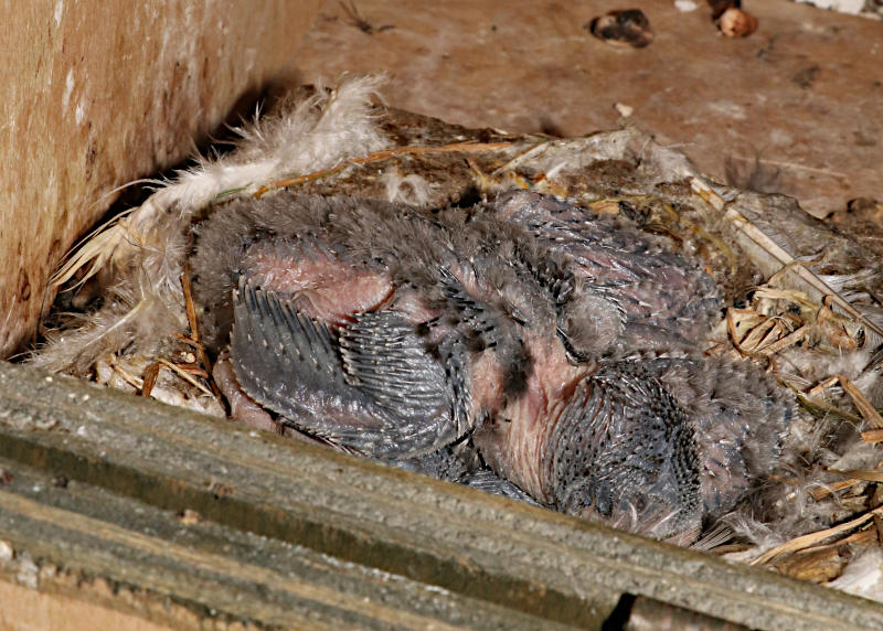 Gable internal swift box #g3 with chicks