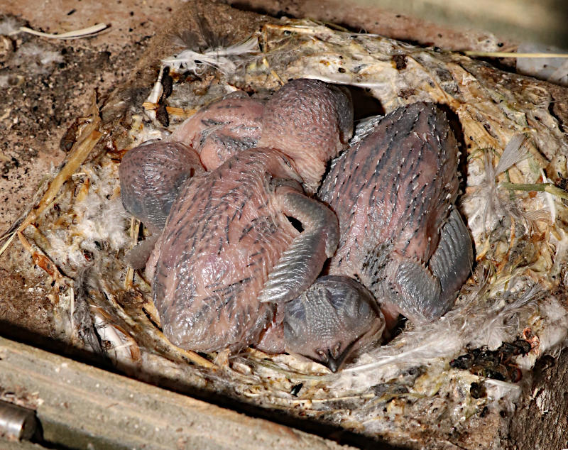 Gable internal swift box #g6 with chicks