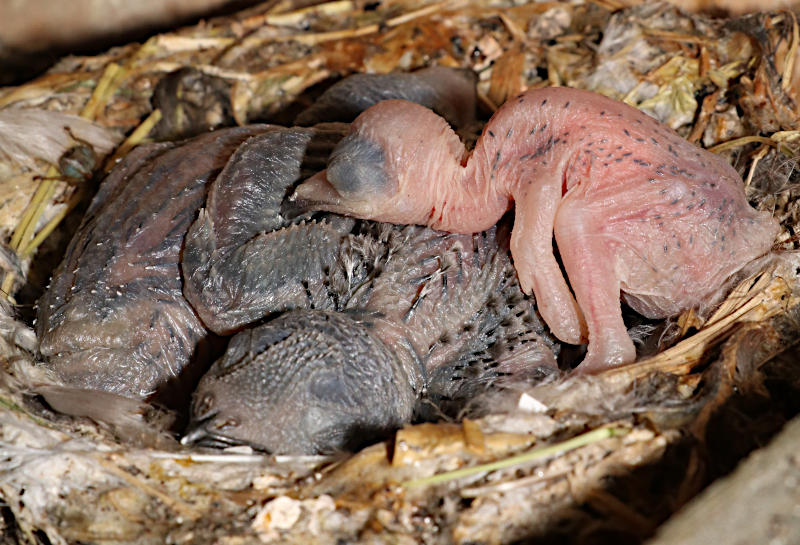 Gable internal swift box #g1 with chicks