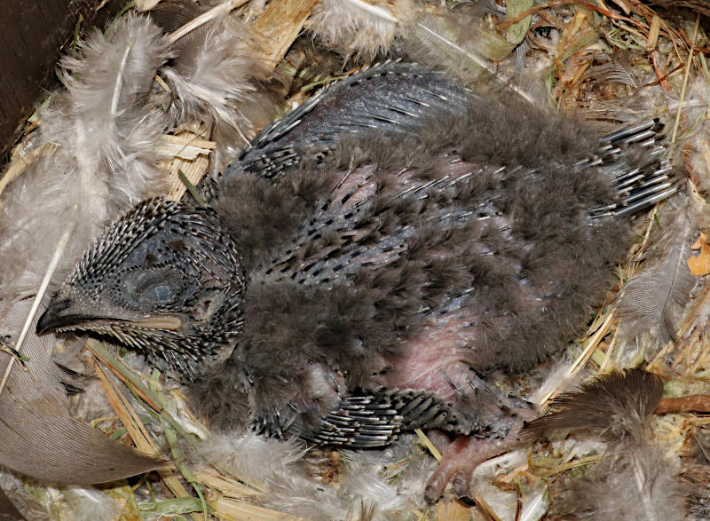 Swift chick in 'Starling' nestbox #sb2