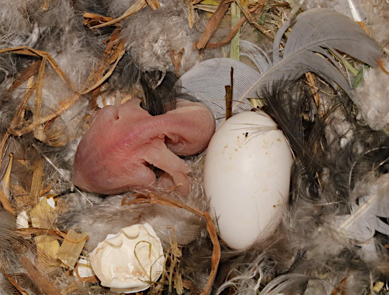 Swift chick in 'Starling' nestbox #sb4