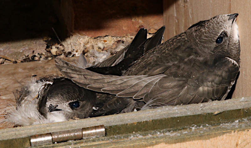 Swift chicks in gable nestbox #g5